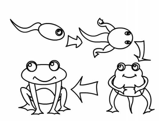 关于小蝌蚪变青蛙的过程简笔画的信息-图2