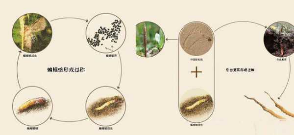 图解冬虫夏草的形成过程（冬虫夏草的生成过程）-图3