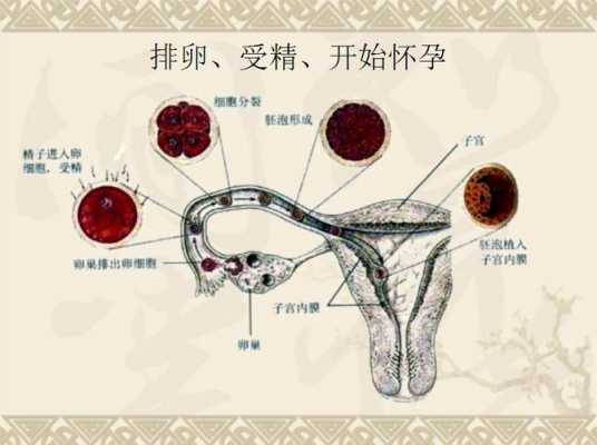 受精的过程有什么感觉（受精的过程有啥反应）-图3