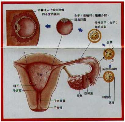 受精的过程有什么感觉（受精的过程有啥反应）-图2