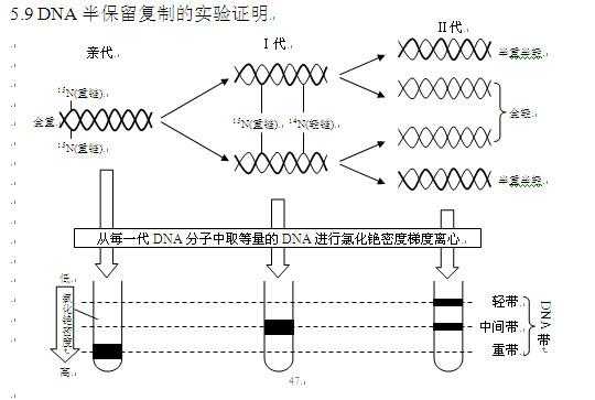 半保留复制过程（半保留复制过程概括）-图1