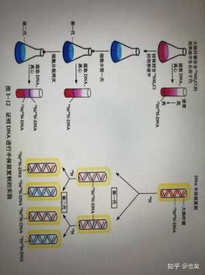 半保留复制过程（半保留复制过程概括）-图3