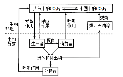 碳循环过程图解（碳循环的原理是什么）-图3