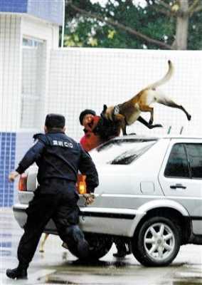 警犬抓捕过程（警犬搜捕视频）-图2