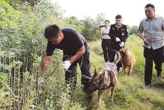 警犬抓捕过程（警犬搜捕视频）-图3