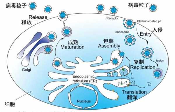 病毒成长过程（病毒的成熟过程）-图2