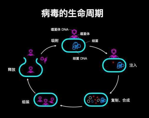 病毒成长过程（病毒的成熟过程）-图1