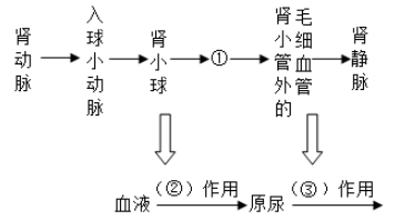 尿形成过程（尿形成过程中血液成分的变化）-图1