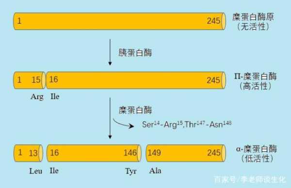 酶原合成过程（酶原在合成处被活化）-图3