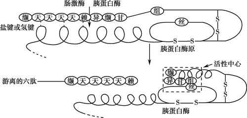 酶原合成过程（酶原在合成处被活化）-图2