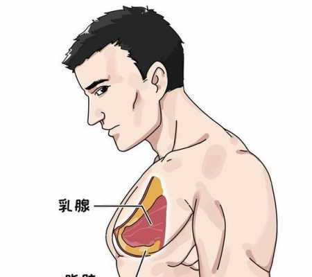 男生发育过程（男生发育过程中胸疼）-图1