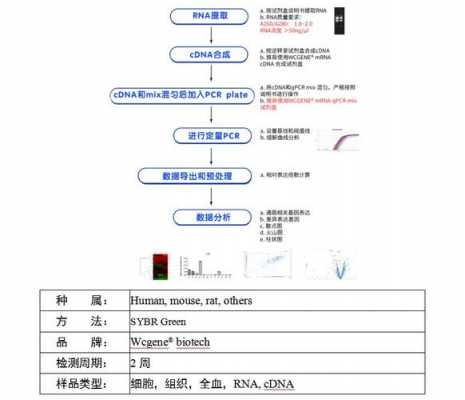 常规PCR技术过程（常规pcr程序步骤是什么）-图3