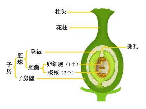 被子植物的双受精过程（被子植物的双受精过程在植物进化上有何意义）-图2