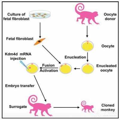 细胞克隆过程（细胞克隆的最基本要求）-图2