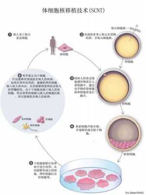 细胞克隆过程（细胞克隆的最基本要求）-图1