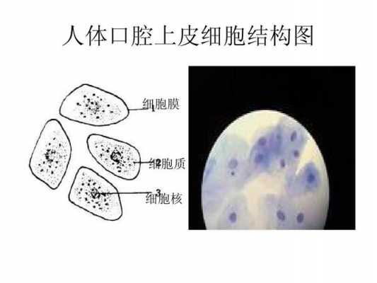 口腔表皮细胞的过程（口腔表皮细胞实验图片）-图3