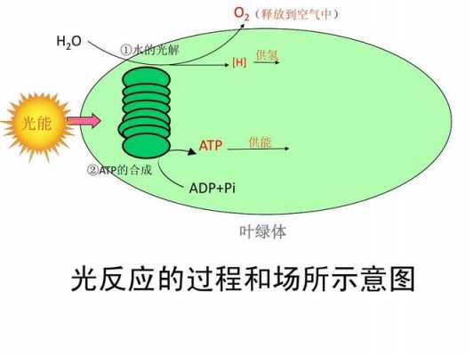 光合蒸腾过程（光合作用合成蒸腾是在什么里进行的）-图2