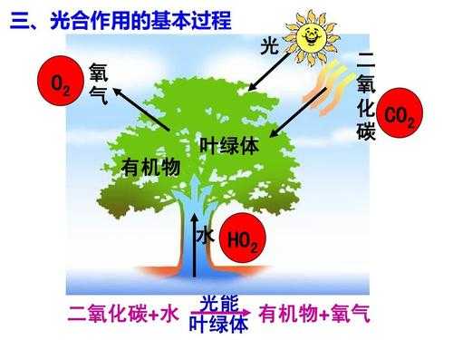 光合蒸腾过程（光合作用合成蒸腾是在什么里进行的）-图1