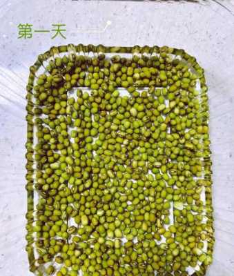 豆芽水里发芽过程（豆芽在水里生长过程）-图1