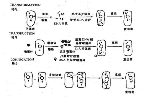 细菌接合的过程图（细菌接合过程图解视频）-图1