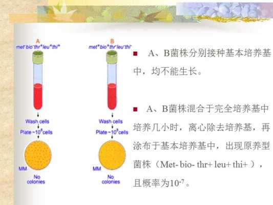 细菌接合的过程图（细菌接合过程图解视频）-图2