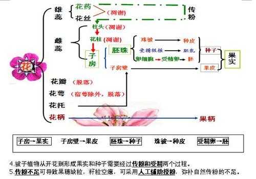 传粉和受精过程（传粉和受精的过程）-图1