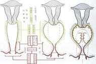 包含阴道的发育过程的词条-图1