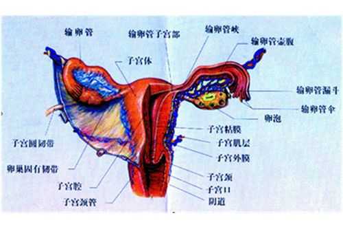 包含阴道的发育过程的词条-图3