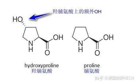 脯氨酰羟化过程（脯氨酸的羟基化）-图2