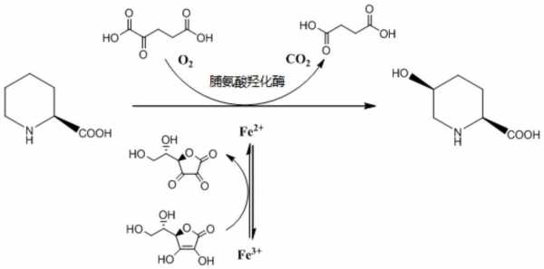 脯氨酰羟化过程（脯氨酸的羟基化）-图1