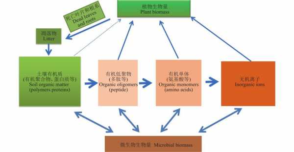 简述土壤氮循环过程（简述土壤氮循环过程的特点）-图1