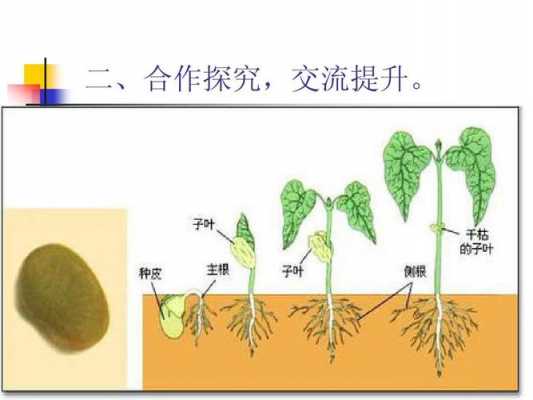 简答种子萌发的过程（种子萌发过程的特点是什么）-图2