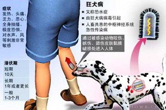 狂犬病的发病过程（狂犬病发病过程不包括哪一阶段）-图3