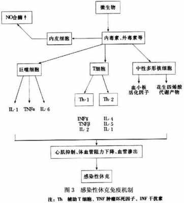 休克病理生理过程（休克的病理生理学病理机制）-图3