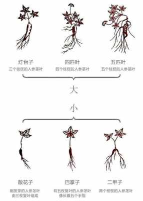 人参成长过程动画（人参生长是什么样子）-图2