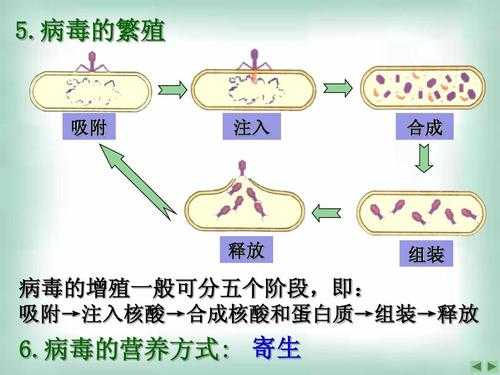 简述病毒增殖过程（简述病毒增殖的一般过程）-图2