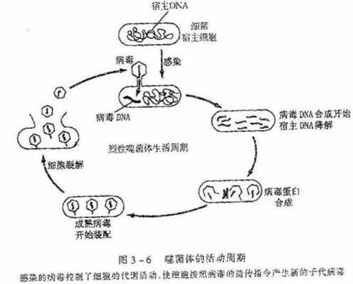 简述病毒增殖过程（简述病毒增殖的一般过程）-图1