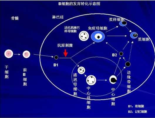 淋巴细胞发育过程（淋巴细胞发育过程中的阴性选择是指）-图2