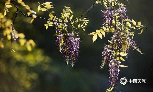 紫藤花开全过程（紫藤花开全过程图片）-图3