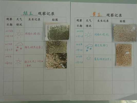 周记种子传播过程（种子传播记录表）-图3