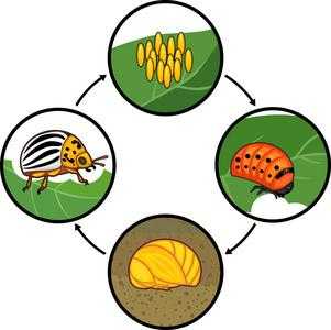 甲虫成长过程（甲虫生长周期）-图3
