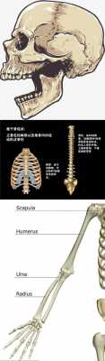 健康人体骨重塑过程（骨的塑形与重建）-图2