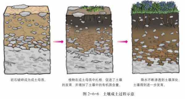 土壤的成土过程（土壤成土过程示意图怎么画）-图2