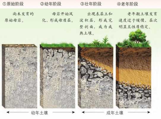 土壤的成土过程（土壤成土过程示意图怎么画）-图1