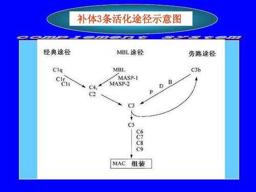 补体激活途径的过程（补体激活有哪三条途径?各自的生物学意义如何?）-图2