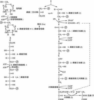 糖酵解过程发生在（糖酵解过程发生在什么部位）-图3