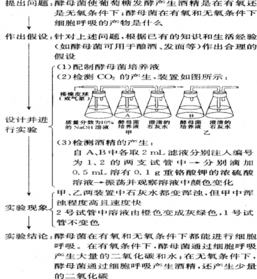 探究细胞呼吸过程（探究细胞呼吸的方式选用的材料是）-图1