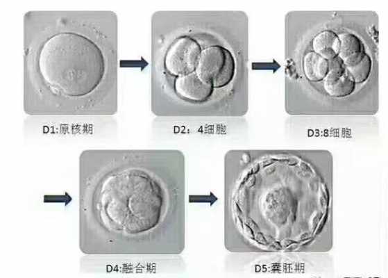 囊胚复苏过程（囊胚复苏成功率高吗）-图3