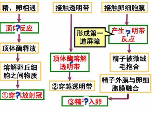 受精过程选修三（受精过程生物选修三）-图1