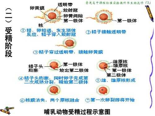 受精过程选修三（受精过程生物选修三）-图2